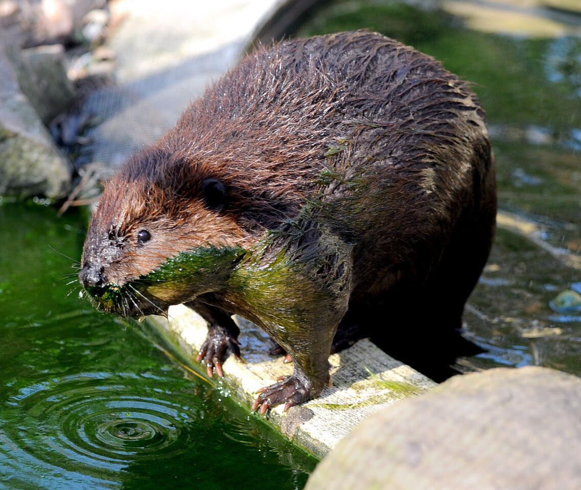 Wally the beaver